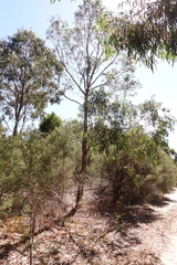 Eucalyptus cephalocarpa