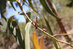 Eucalyptus cephalocarpa