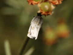 Orthezia urticae