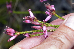 Erica cristata