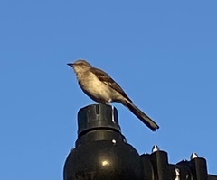 Mimus polyglottos