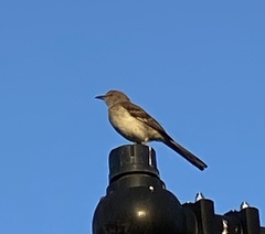 Mimus polyglottos