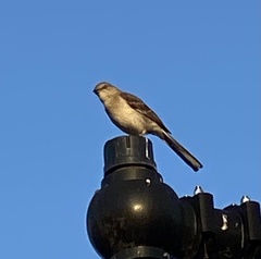 Mimus polyglottos