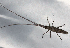 Hippopsis lemniscata