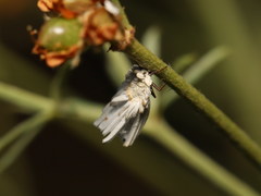 Orthezia urticae