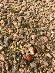 Coccinella septempunctata