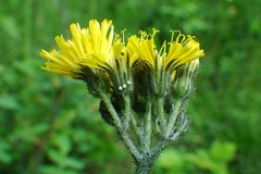 Pilosella glomerata
