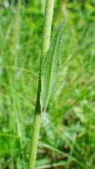 Pilosella glomerata