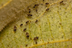 Corythucha confraterna