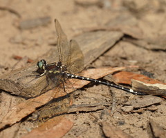 Eusynthemis brevistyla