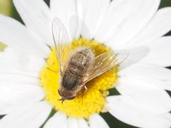 Bombylisoma