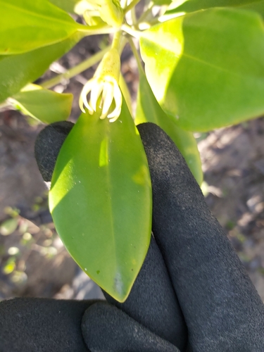 Image of rib-fruited orange mangrove by (c) Tim, some rights reserved (CC BY)