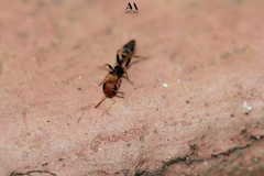 Pseudomyrmex boopis