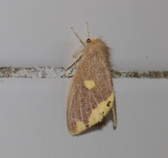 Euproctis quadrangularis