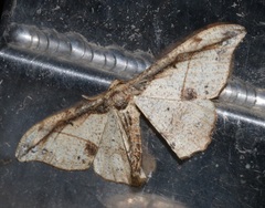 Hyposidra infixaria