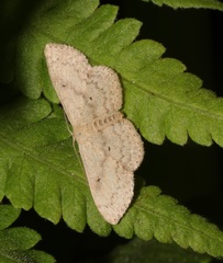 Idaea ptyonopoda