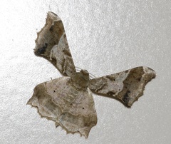 Krananda oliveomarginata