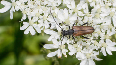 Trachysida mutabilis