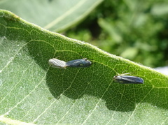 Graphocephala hieroglyphica