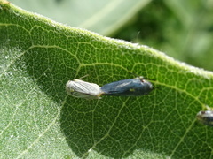 Graphocephala hieroglyphica