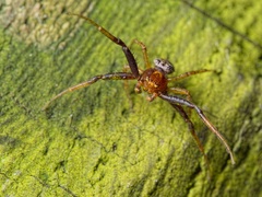 Xysticus lanio
