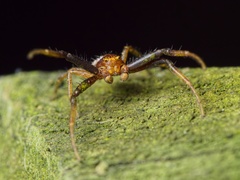 Xysticus lanio