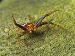 Xysticus lanio