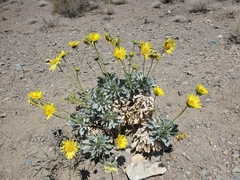 Enceliopsis covillei