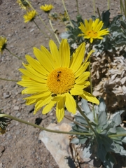 Enceliopsis covillei