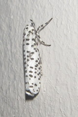 Yponomeuta strigillatus