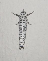 Yponomeuta strigillatus