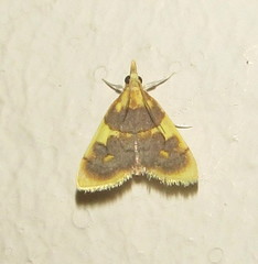 Sameodesma xanthocraspia