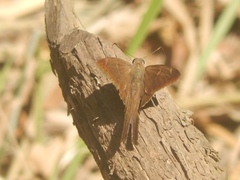 Lepidoptera