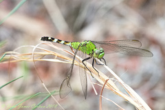 Erythemis simplicicollis image