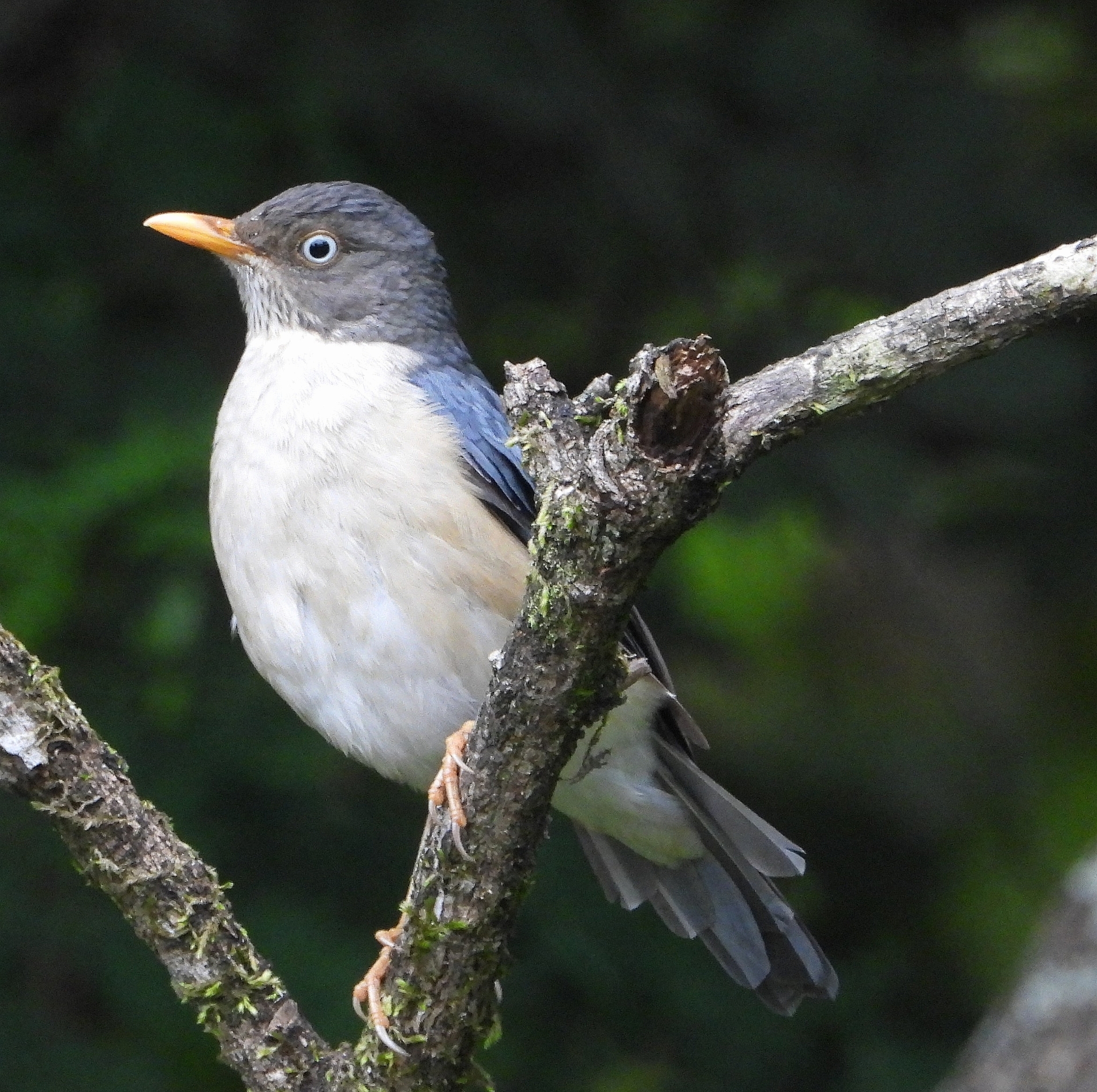 Turdus reevei image