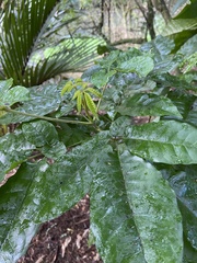 Schefflera digitata