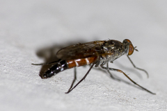 Lysilinga aurantiaca