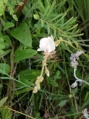 Tephrosia onobrychoides