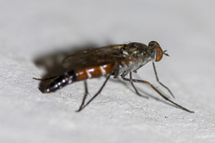 Lysilinga aurantiaca