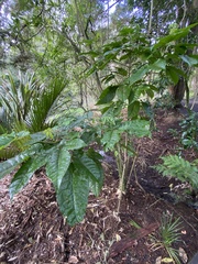 Schefflera digitata