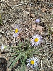Erigeron vetensis