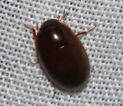 Cymbiodyta bifidus