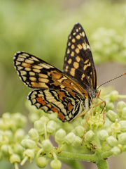 Chlosyne definita anastasia