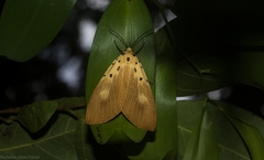 Asota iodamia