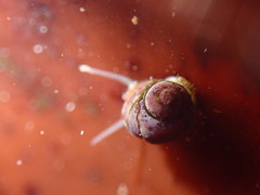 Phasianellidae