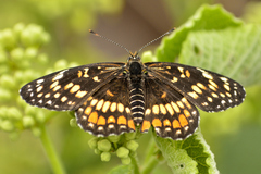 Chlosyne definita anastasia