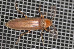 Euthysanius
