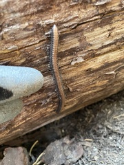 Paeromopodidae