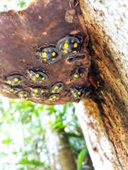 Eumorphus marginatus