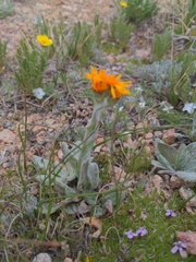 Tephroseris lindstroemii